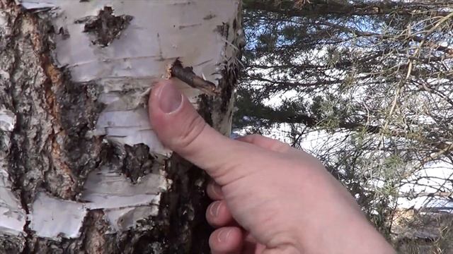 Сбор березового сока. Идеальный способ! смотреть онлайн