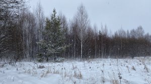 ОХОТА НА ЗАЙЦА С ПОДХОДА.mp4