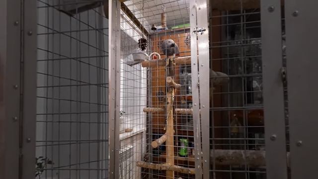 Попугай грызет дерево смотреть онлайн