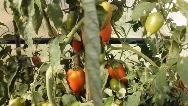 Томаты в конце августа. Томат для засолки Легенда Тарасенко. смотреть онлайн