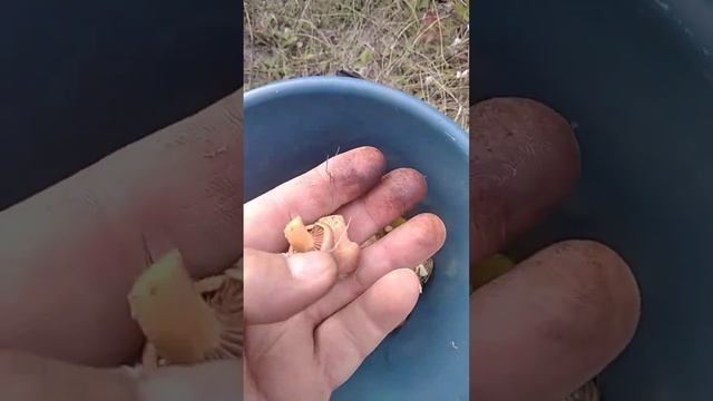 Маслята вылезли в октябре ? смотреть онлайн