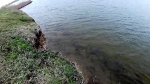 БОЛЬШОЙ.КАРАСЬ НА ФЛЭТ МЕТОД И КОРМУШКУ/ТЕСТ прикормка своими руками,