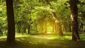 звуки природы