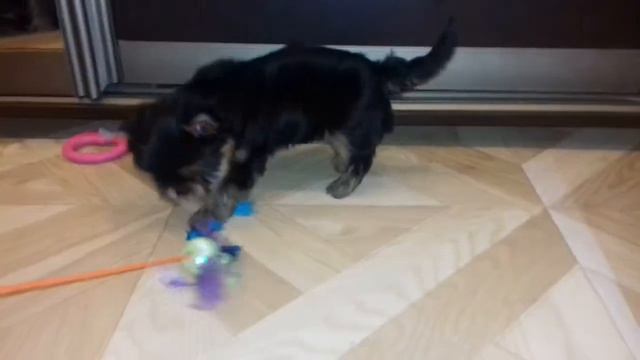 Дамский Угодник Даниэль