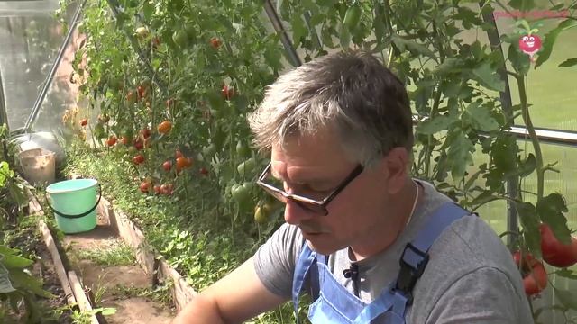 Обзор урожая томатов в теплице. Эксперимент часть 11 #urozhainye_gryadki смотреть онлайн