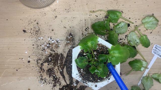 Тема: Фиалка опускает листья, что делать? смотреть онлайн