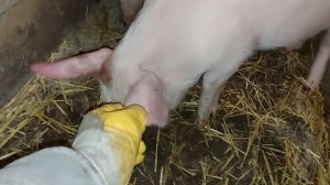 Как мы управляемся у брата на хозяйстве!!!!