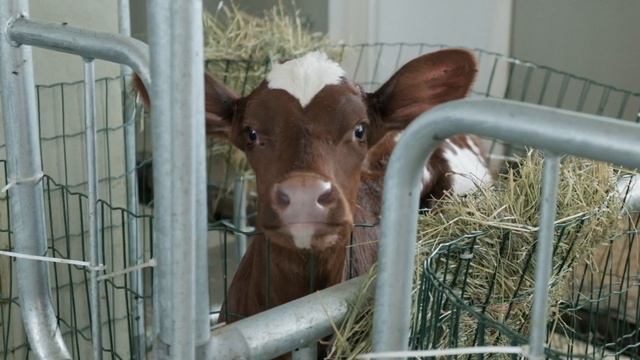 Хочу быть фермером! смотреть онлайн