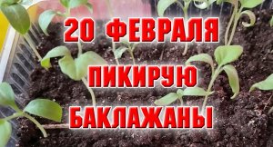 20 февраля. ПИКИРУЮ БАКЛАЖАНЫ