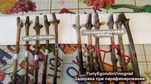 ? Зачем парафинировать черенки винограда перед укоренением. Что это дает для укоренения черенков.