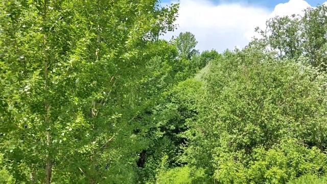 Городской парк / Обнинск 13.06.2022