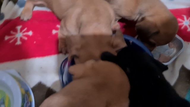 Реакция щенков на новый прикорм смотреть онлайн