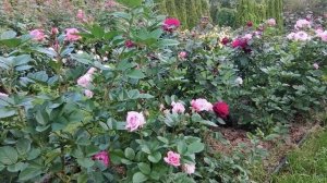 Роза  АМАРЕТТО Новый сорт от Кордес__.mp4