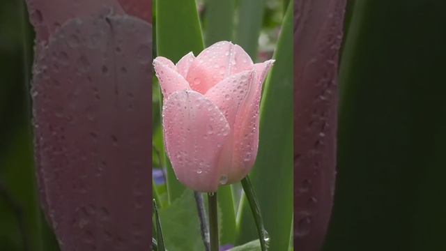 flowers #еленаивиорел #цветы#flowers#цветылета смотреть онлайн