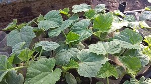 Розсада огурцов и кабачков внешний вид