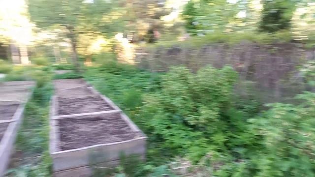 Веник для бани из черной смородины смотреть онлайн