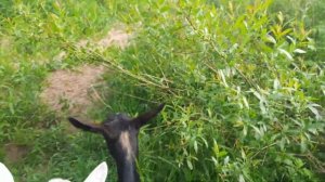 Электропастух. Как приучали коз. Помог ли он в хозяйстве.