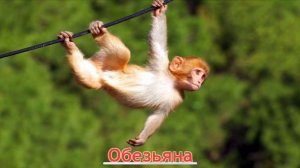 Карточки Домана Часть 3 Животные мира!