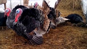 Индюшата: кормление и содержание. Чем кормить индюшат / Комбикорм для индюшат