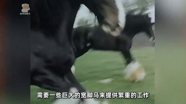 万马之王夏尔马，5吨的东西能拉着跑，力气堪比13个壮汉 смотреть онлайн