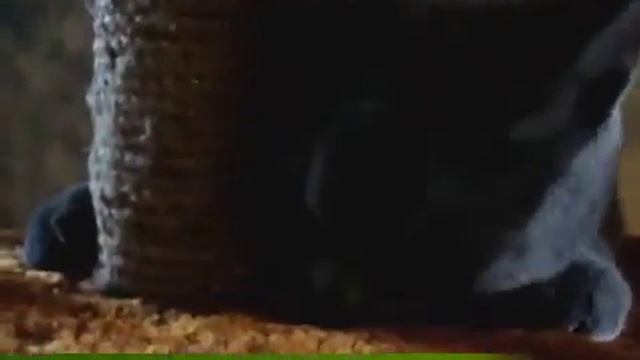 Действие кошачьей мяты смотреть онлайн