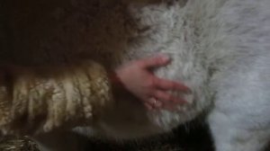 Хотим увидеть шевеление жеребенка в утробе