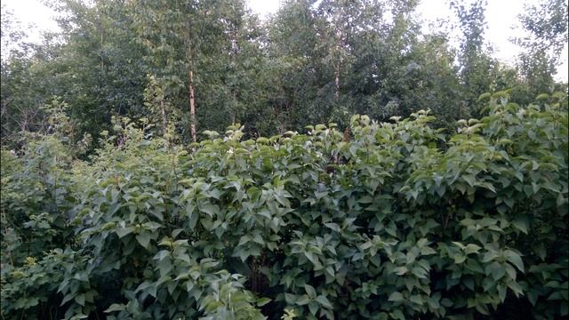 Купил заброшенную дачу / Расчистка участка смотреть онлайн