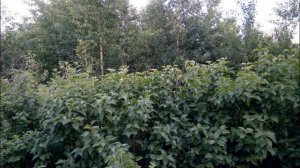 Купил заброшенную дачу / Расчистка участка