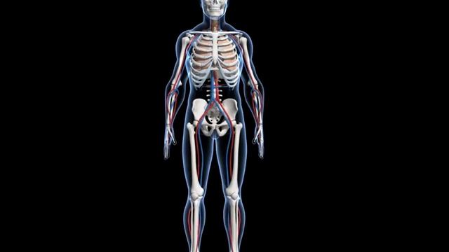 Human skeleton system overview (Senior)– 3D model and animation – in English смотреть онлайн
