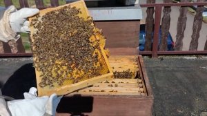 Работа с пчёлами в начале апреля. Для чего строительная рамка? Ставим пчёлам трутневую рамку.