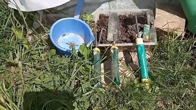 Спустя месяц она появилась ! Что выросло ,то выросло . Мои 2 огорода . смотреть онлайн