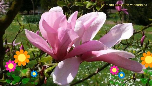 Магнолия гибридная Гэлакси. Краткий обзор, описание характеристик magnolia Galaxy смотреть онлайн