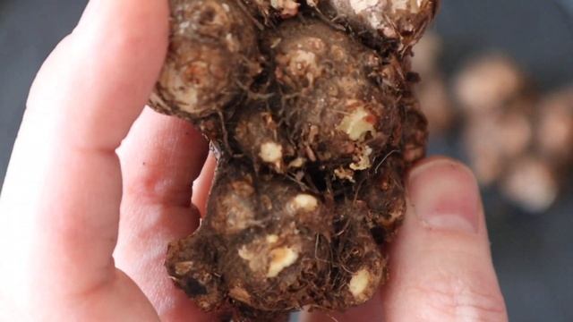 How To Grow Caladiums From Bulbs - De Eyeing Caladium Bulbs - Planting Caladium