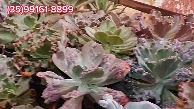 Top 10 Suculentas Da Semana Echeveria Virgínia Lee, Echeveria FURY, Echeveria Ice Green, #plantas