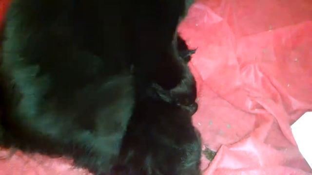 Чёрная молния Самый крутой роскошный окрас породы Мейн кун смотреть онлайн