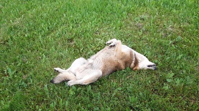 Сладкий сон в траве смотреть онлайн