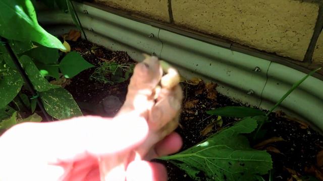 My Ginger is Sprouting all over My Garden | How To Grow Ginger from Store Bought Ginger Sprout | 🤗 смотреть онлайн