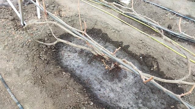 Начало виноградного сезона. смотреть онлайн