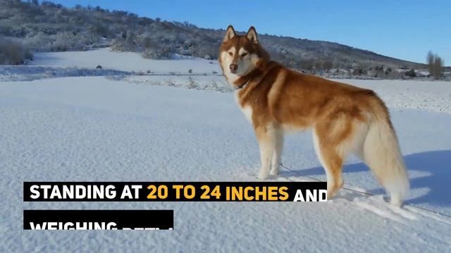 Red Husky: 10 Amazing Facts About The Gorgeous Siberian Husky Dog!