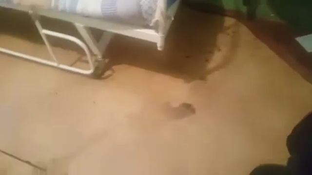 WhatsApp Video 2019-12-01 At 22.25.18