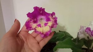 Стрептокарпусы. Неприхотливые и всегда цветущие сорта стрептокарпусов.