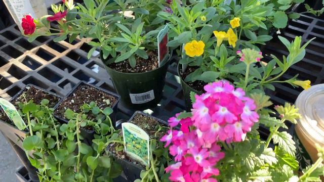 ALASKA MILL & FEED "DESIGN YOUR OWN SUN HANGING BASKET" CLASS смотреть онлайн