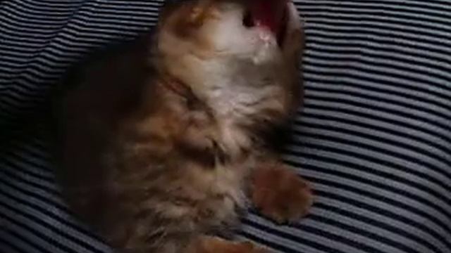 Nana likes to bite fingers смотреть онлайн