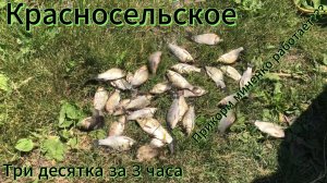 Рыбалка в Красносельском. Река Кочеты. Три десятка за 3 часа!