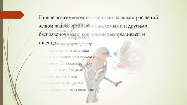 перелетные птицы весной смотреть онлайн