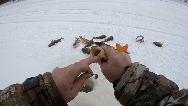 ПЕРВАЯ ЗИМНЯЯ РЫБАЛКА НА ЛЮБИМОЙ СЕВЕРНОЙ РЕКЕ! Самая классная рыбалка! ОКУНЬ ВОРУЕТ ЛЮБИМУЮ УДОЧКУ смотреть онлайн
