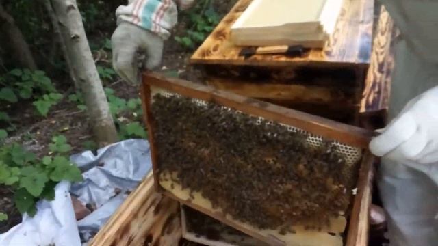 Пчелопакет, быстрое развитие, улей - лежак на 32 рамки. Часть 2 смотреть онлайн