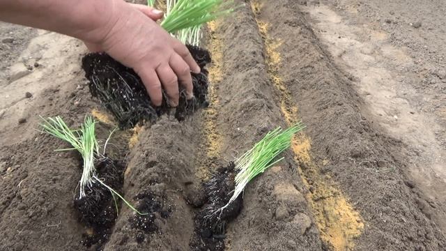 Причины стрелкования лука-порея в первый год посадки? От посева до урожая. Выбираю сорт лука порея смотреть онлайн