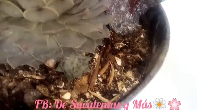 Sempervivum calcareum/uña de señorita ? смотреть онлайн