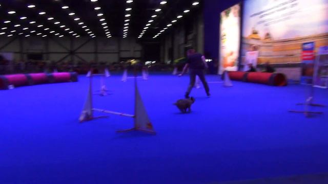 D-Open Small Емельянова Светлана керн терьер ПЛЮША смотреть онлайн